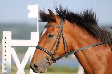 cheval bai