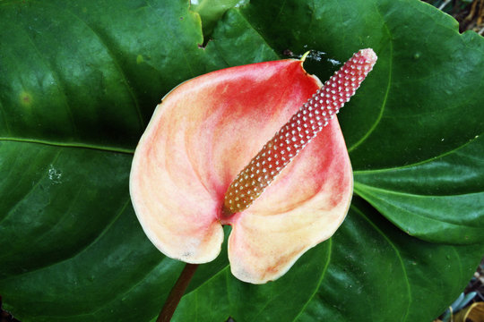 BLUMEN_0302_Flamingo