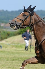 Fototapeta premium cheval au dessus de la main