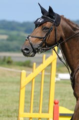 cheval au bonnet