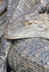 alligator
