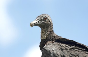 vautour