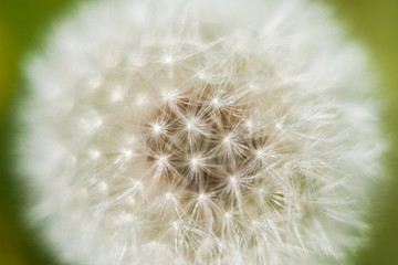 Beautiful macro of a dandelion on a green background