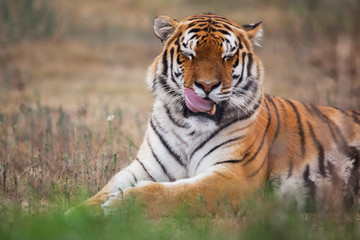 The siberian tiger