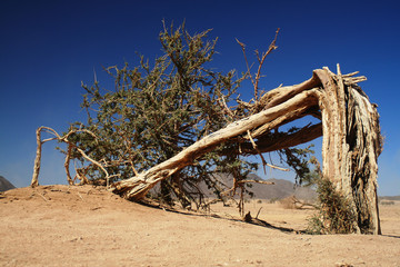 Lonely broken tree in Sahara desert - Niger