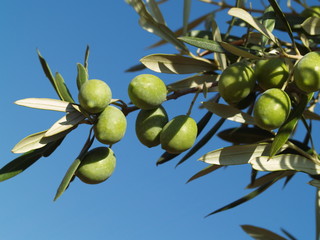 Green olives on a branch.
