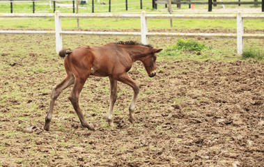 young foal has his first steps in the meadow