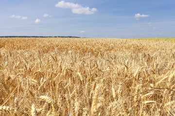wheat fields under the sun in the summer before harvest