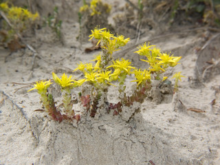 Scharfer Mauerpfeffer - Goldmoss Stonecrop