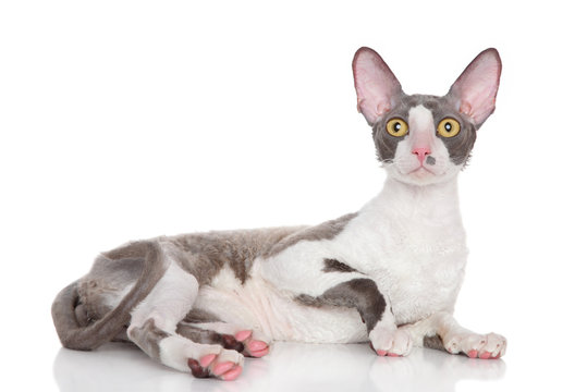 Cornish Rex Cat On A White Background