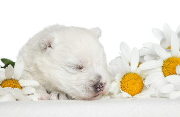 White Terrier puppy sleep in daisies