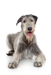 Naklejka premium Irish Wolfhound dog on white background