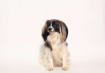 papillon dog Close-up portrait on a white background