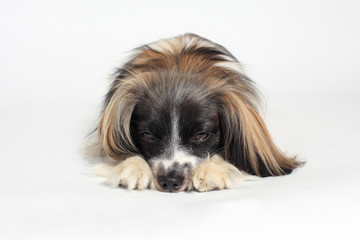 papillon dog Close-up portrait on a white background