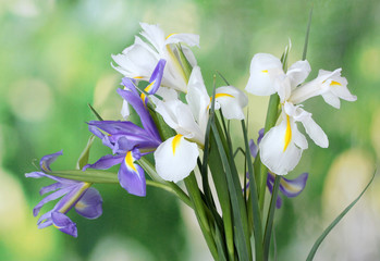 Beautiful bright irises on green background © Africa Studio