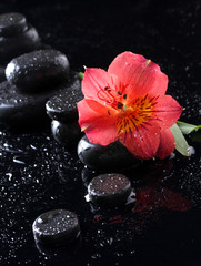 Obraz na płótnie Canvas Kamienie spa z kropli i czerwony kwiat na czarnym tle