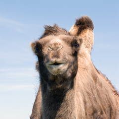 Kamel schaut in die Kamera