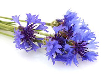 cornflowers isolated on white