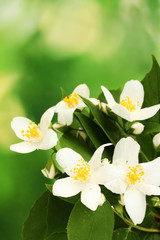 Obraz premium beautiful jasmine flowers with leaves on green background