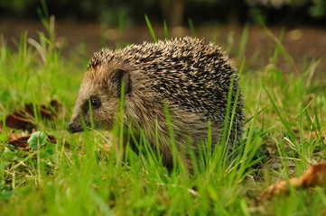 Igel