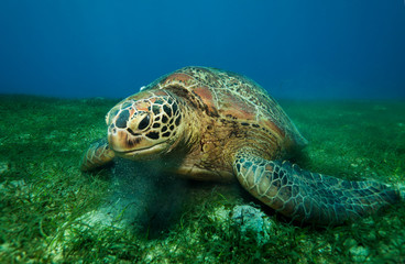 Obraz premium Huge turtle eating seaweed underwater