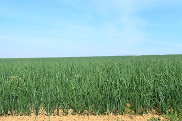 onion fields in summer under the sun