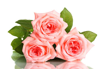 Pink roses isolated on white.