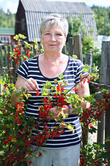 Senior woman in own garden with brunch of red currants berries