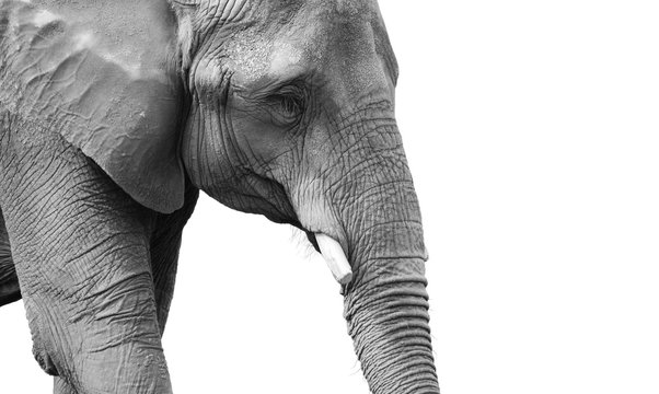 Powerful black and white elephant portrait