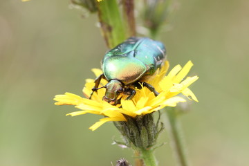 Rosenkäfer auf Blüte