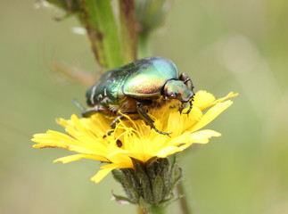 Rosenkäfer auf Blüte