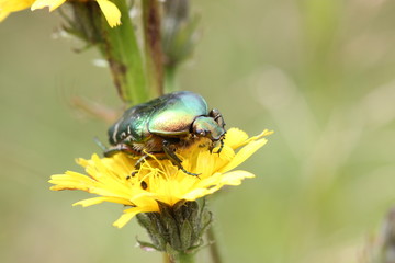 Rosenkäfer auf Blüte
