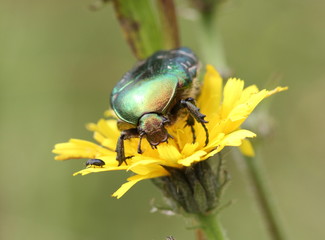Rosenkäfer auf Blüte