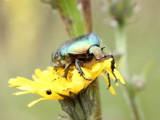 Rosenkäfer auf Blüte