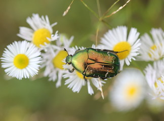 Rosenkäfer auf Blüte