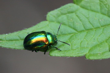 Prächtiger Blattkäfer (Chrysolina fastuosa)