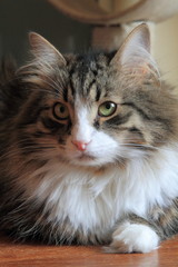 Gatto siberiano con gorgiera bianca