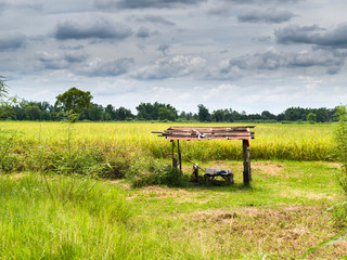 shed in the rice field