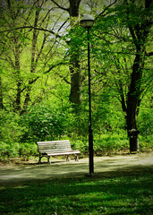 Bench in City Park