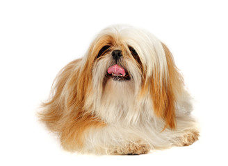 Shih Tzu in studio
