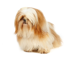 Shih Tzu in studio