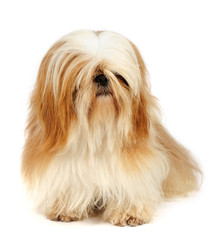 Shih Tzu in studio