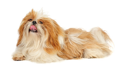 Shih Tzu in studio