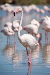 Flamingo in the wild
