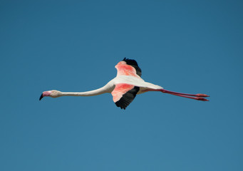Flamingo in Flight