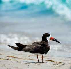 Oystercatcher