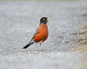 Robin in Spring