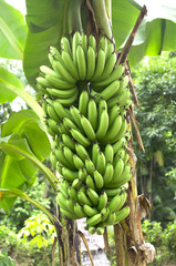 green banana on a tree in forest.