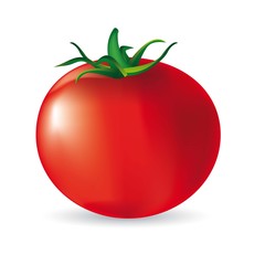 tomato vector