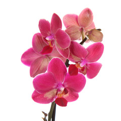 Pink orchid